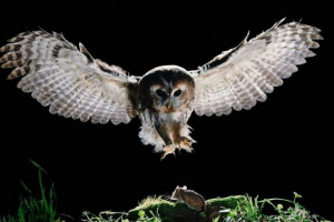 Sowy używają technologii stealth do polowania górniczego